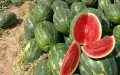 Morocco watermelon prices crash TikTok viral videos