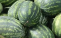 Morocco watermelons shake Spanish producers market competition