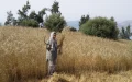 Morocco Wheat Harvest 2026: Record Yields and Rising Production