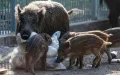 In Morocco, wild boars are proliferating in the city