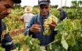 Morocco's Agricultural Fair Spotlights Growing Demand for Organic Farming