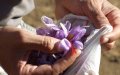 Morocco's Annual Saffron Production Reaches 6.5 Tons, Festival Highlights