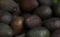 Morocco's Avocado Boom: Production Soars to 25,000 Tons Annually