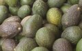 Morocco's Avocado Exports Set to Surge 20% as Hass Production Expands