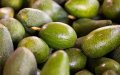 Morocco's Avocado Exports Surge Amid Water Scarcity Concerns