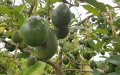 Morocco's Avocado Paradox: Exports Surge While Imports Triple