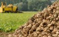 Morocco's Béni Mellal-Khénifra Region Hits Record 700,000-Ton Sugar Beet Harvest