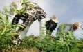 Morocco's Cannabis Farmers Propose Reforms to Development Commission
