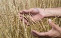 Morocco's Cereal Production Plummets 67% in 2021-2022 Season, Ministry Reports