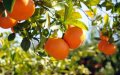 Morocco's Citrus Industry Faces Crisis as Russia-Ukraine Conflict Halts Exports
