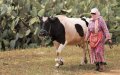 Morocco's Covid-19 Cases Decline 12.7%, Reproduction Rate Drops to 0.9
