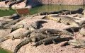 Morocco's Crocoparc Showcases World's Largest Waterlily for Children's Photo Sessions