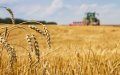 Morocco's Drought Crisis Fuels Massive French Wheat Imports