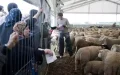 Morocco's Eid Al Adha Sheep Supply in Doubt as Drought Sparks Import Debate