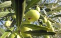 Morocco's Food Safety Office Debunks Olive Oil Health Risk Rumors