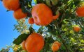 Morocco's Fruit and Vegetable Exports to Russia Plummet 33% in 2022