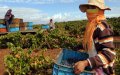 Morocco's Fruit and Vegetable Exports Surge 9%, Reaching 474,900 Tons in January