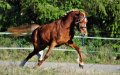 Morocco's Horse Industry: A Haven for Money Laundering Schemes