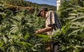 Morocco's Legal Cannabis Industry Booms, Cultivated Area Grows Tenfold