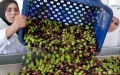Morocco's Olive Oil Crisis Eases as Rainfall Boosts Production Hopes