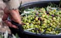 Morocco's Olive Oil Prices Soar as Production Plummets Amid Heat Wave