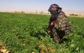 Morocco's Parliament Committee Advances Cannabis Legalization Bill Despite PJD Opposition
