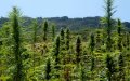 Morocco's Pharmaceutical Industry Pushes for Medical Cannabis Legalization
