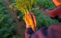 Morocco's Phosphate Reserves Key to Global Food Security, World Bank Says