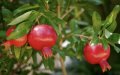 Morocco's Pomegranate Exports Soar: Production Jumps 45% Since 2017
