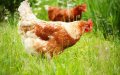 Morocco's Poultry Industry Faces Crisis as Egg and Chicken Demand Plummets