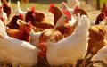 Morocco's Poultry Industry Suffers $300 Million Loss Amid COVID-19 Lockdown