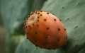 Morocco's Prickly Pear Renaissance Sparks Global Export Boom