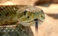 Morocco's Settat Province Faces Rising Threat of Scorpion and Snake Attacks
