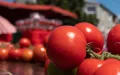 Morocco's Tomato Dominance Crushes Spanish Farmers: EU Imports Soar 269%