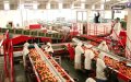 Morocco's Tomato Exports to Russia Plummet 66% Since 2016