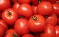 Morocco's Tomato Exports Surge 17% Despite Challenging Season
