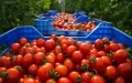Morocco's Tomato Exports Surge to Record $990 Million, Dominating Produce Market