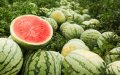 Morocco's Watermelon Ban Faces Pressure as Drought Concerns Persist