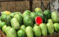 Morocco's Watermelon Exports Surge, Dominating MENA Market
