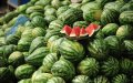 Morocco's Watermelon Production Drops, Slips to 20th Globally