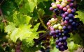 Morocco's Wine Industry Booms: Exports Hit 200 Million Dirhams Annually