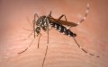 Mosquito Repellent Shows Promise in Neutralizing Coronavirus, UK Study Finds