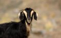 Mysterious Illness Decimates Imported Goat Herd Near Tangier, Morocco