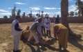 Mysterious Illness Strikes Moroccan Dromedaries, Veterinary Officials Investigate