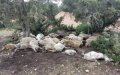 Mysterious Livestock Disease Sparks Concern in Morocco's Al Haouz Region