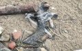 Mysterious Mass Die-Off of Migratory Birds Alarms Moroccan Coastal City