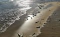 Mysterious Mass Die-Off: Millions of Anchovies Wash Ashore in Southern Morocco