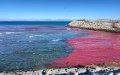 Mysterious Red Substance Pollutes Tangier Beach, Sparks Investigation