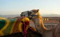 Near Marrakech, the Agafay desert threatened by its own success (Le Figaro)