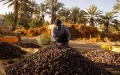 Nearly one date in three consumed in Morocco is Egyptian